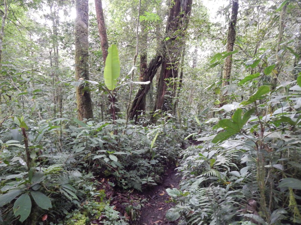 Horizontal trail from Shelter 1 to jungle entrance, Gunung Kerinci