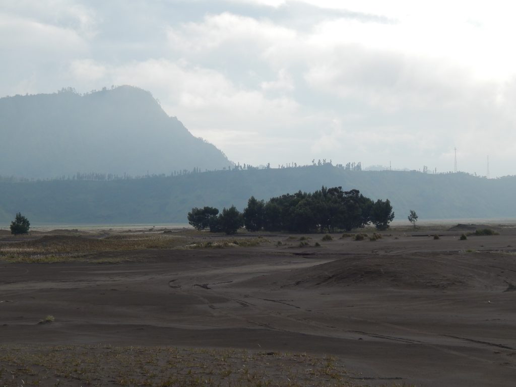 A group of trees in the moon-like valley at Mount Bromo