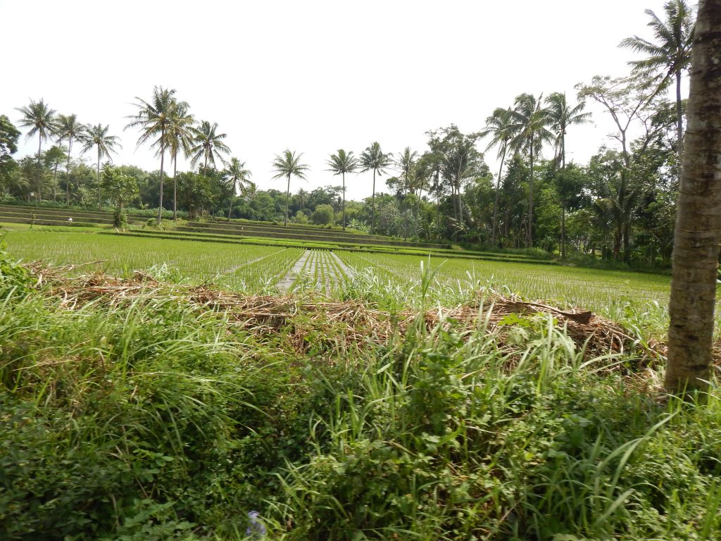 Rice fields near Malang