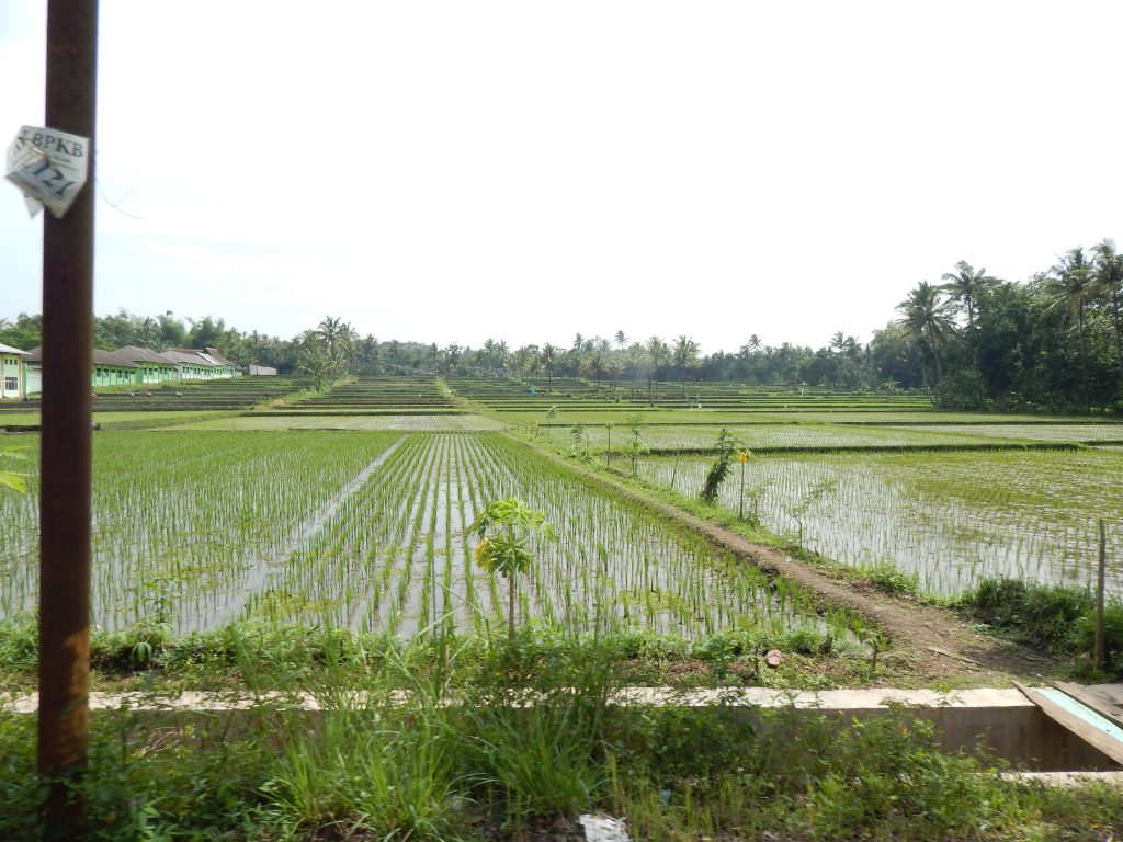 Rice fields near Malang