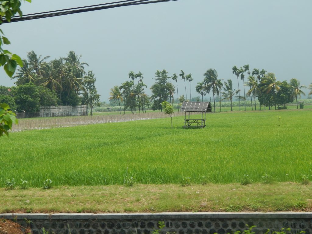 Rice fields in eastern Java