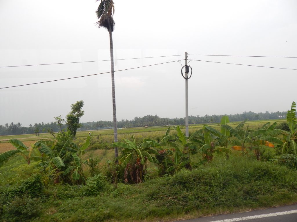 Rice fields in eastern Java