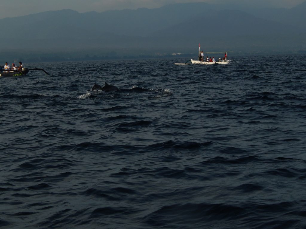 Dolphin tour at Lovina Beach, Bali