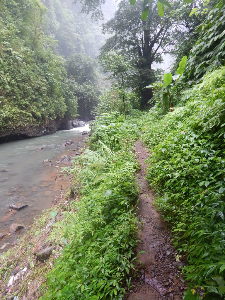 Muddy path leading towards the Sekumpul Waterfalls