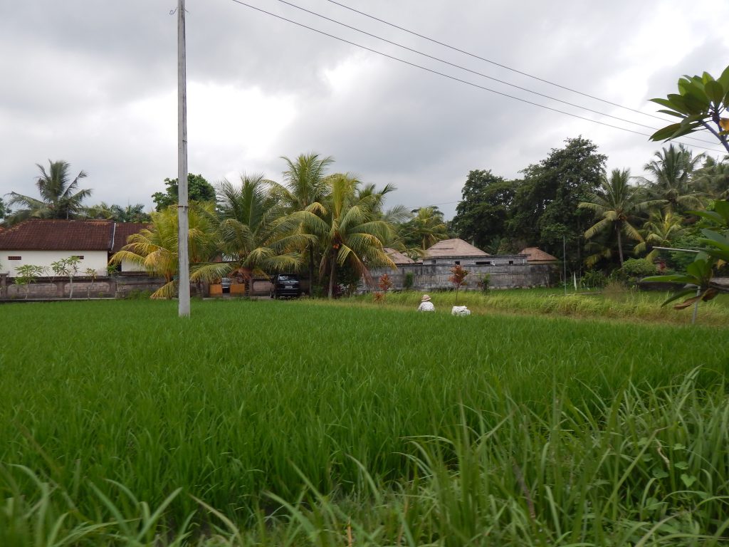 Rice fields in Ubud