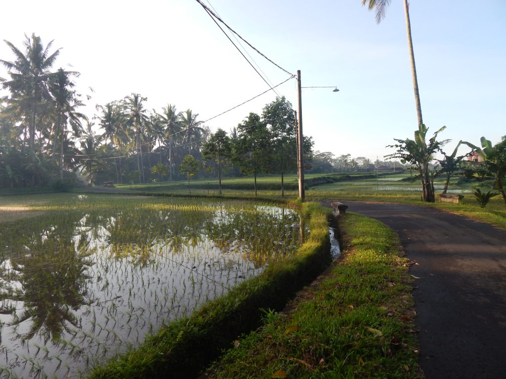 Rice fields around Ubud
