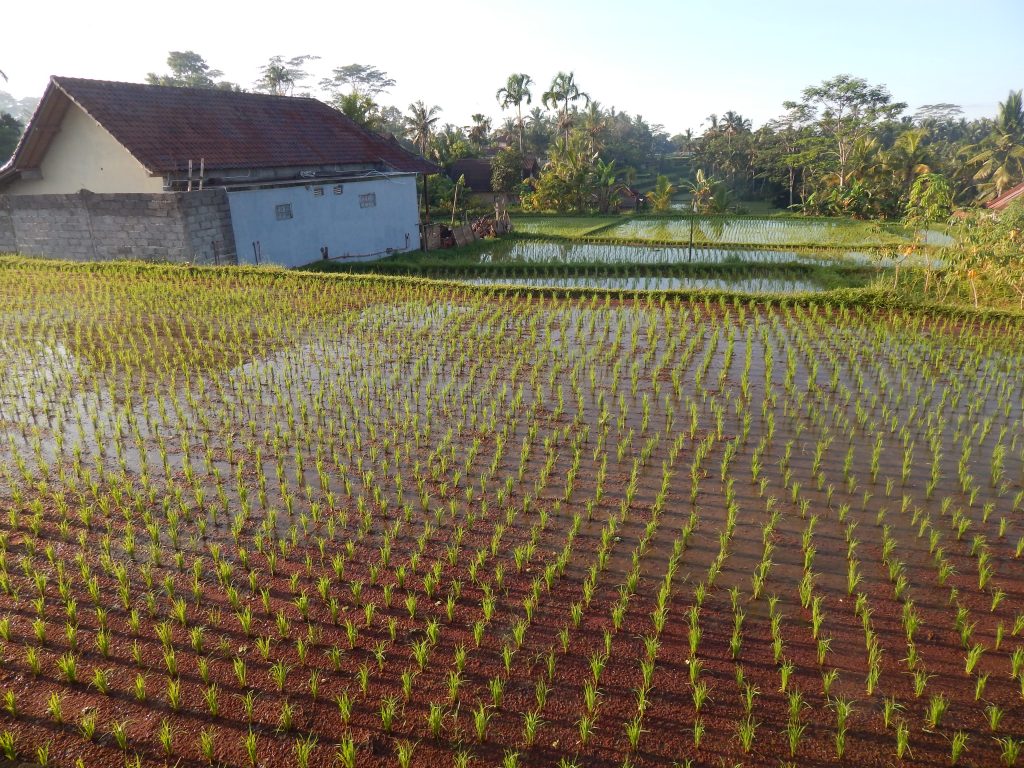 Rice sprouts in Ubud