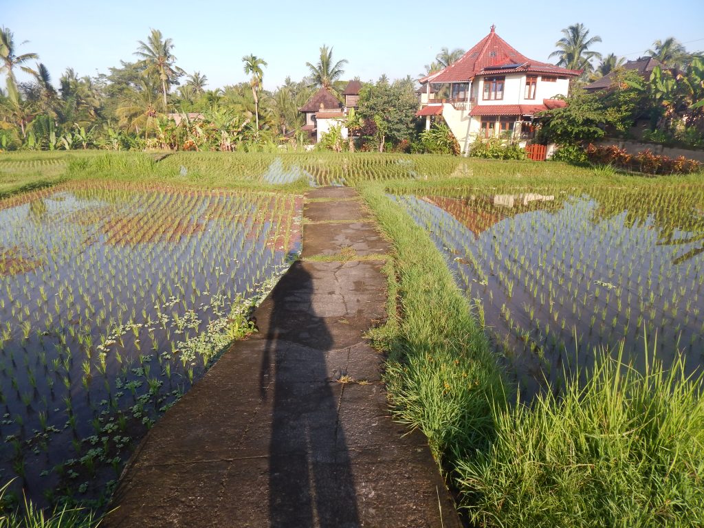 Rice fields around Ubud
