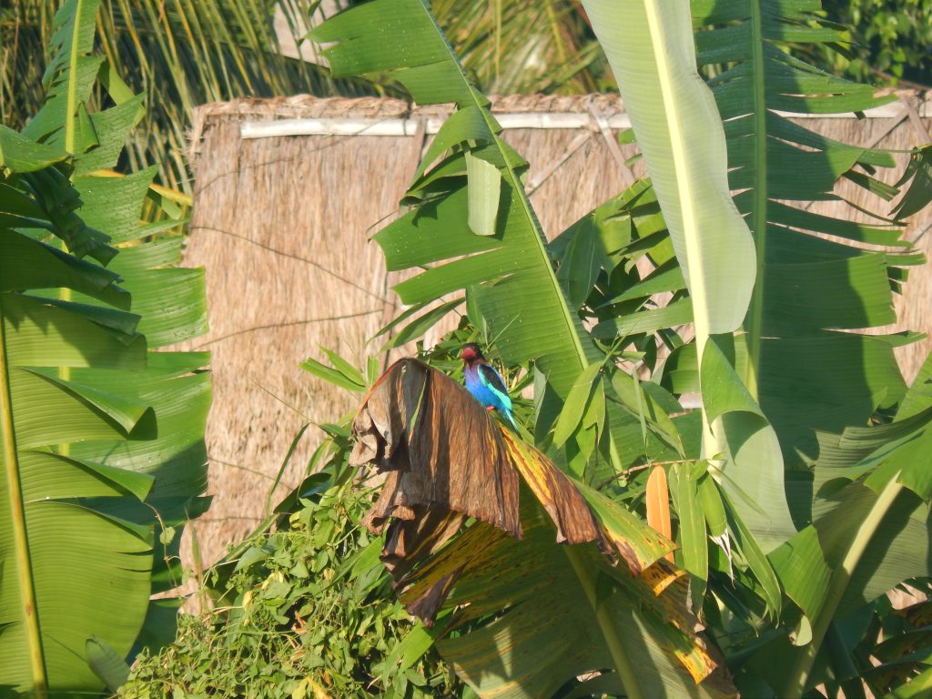 Banana plant in Ubud
