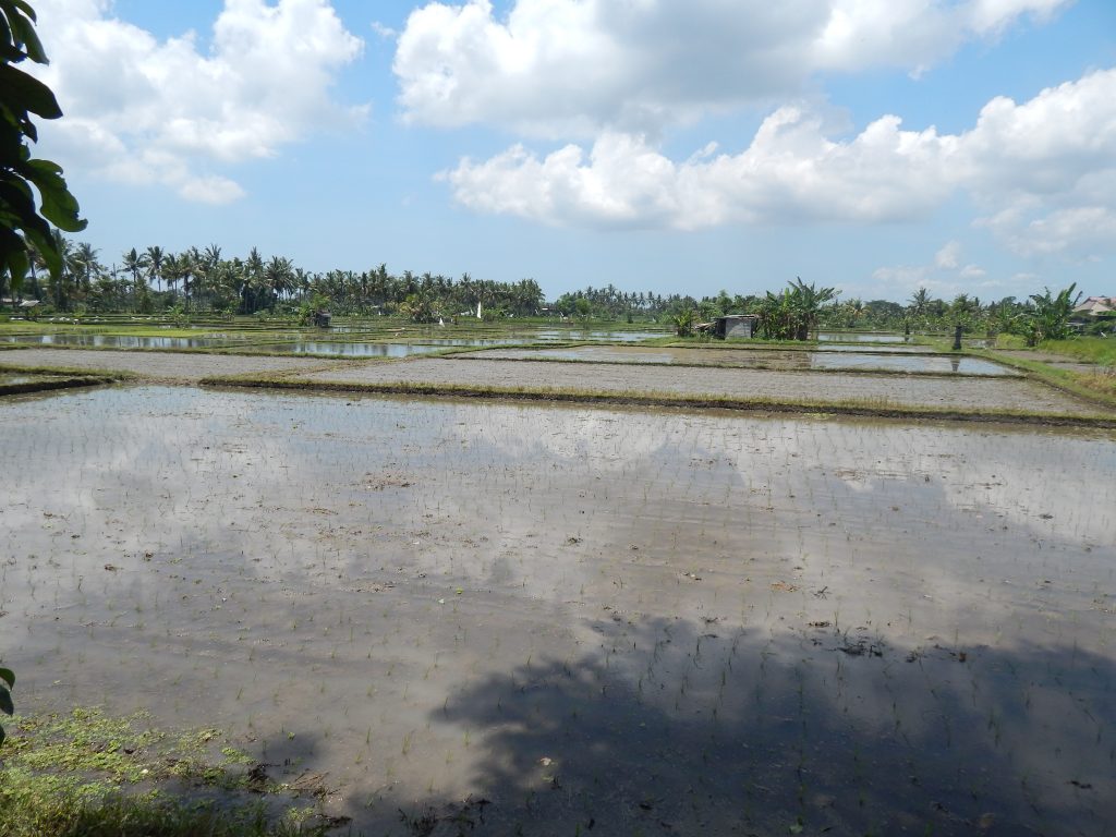 Rice fields at Suly Resort & Spa