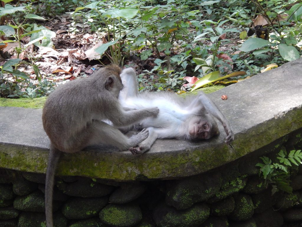 Macaque monkeys searching for flees in Monkey Forest