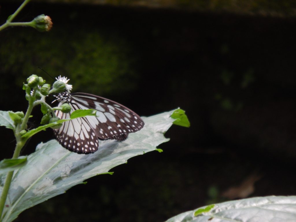 Closeup of butterfly in Monkey Forest, Ubud