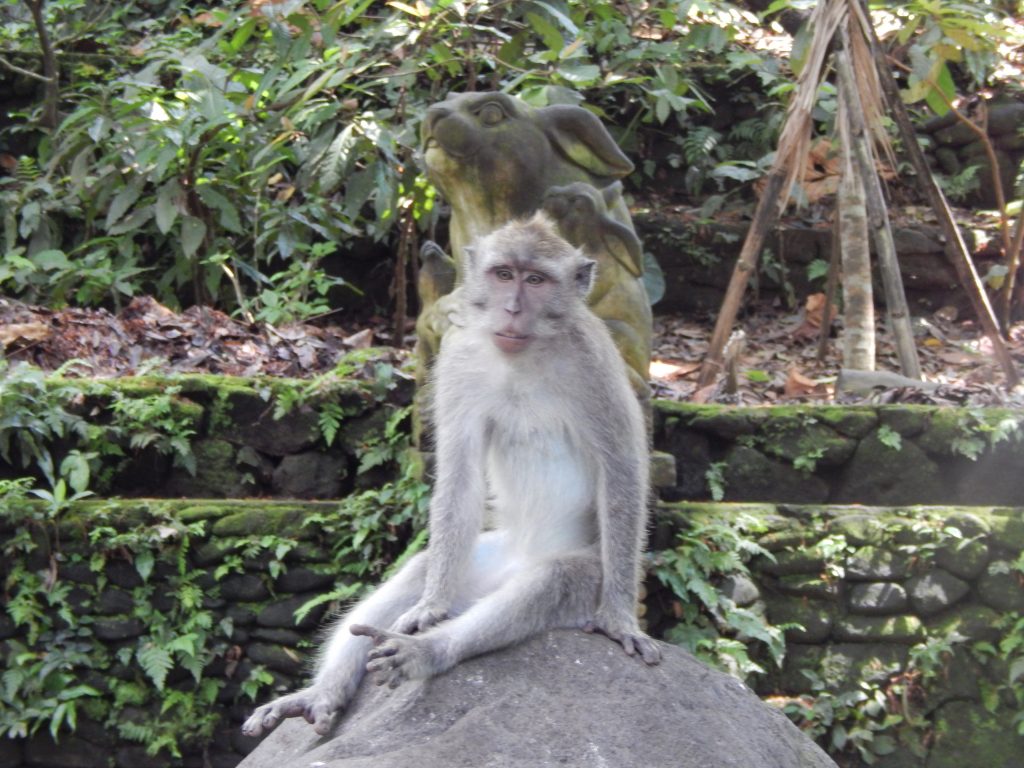 Macaque monkey in Monkey Forest, Ubud