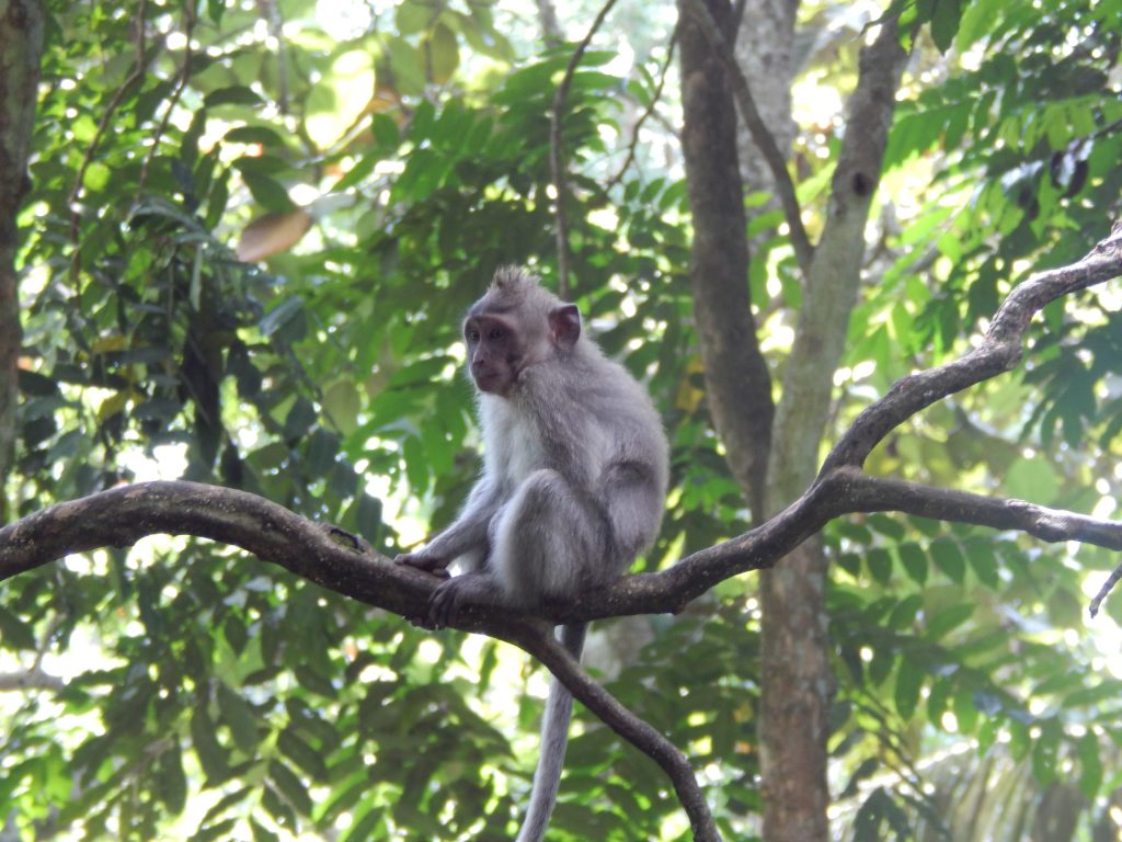 Macaque monkey in Monkey Forest