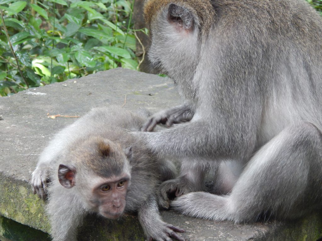 Macaque monkeys searching for flees in Monkey Forest