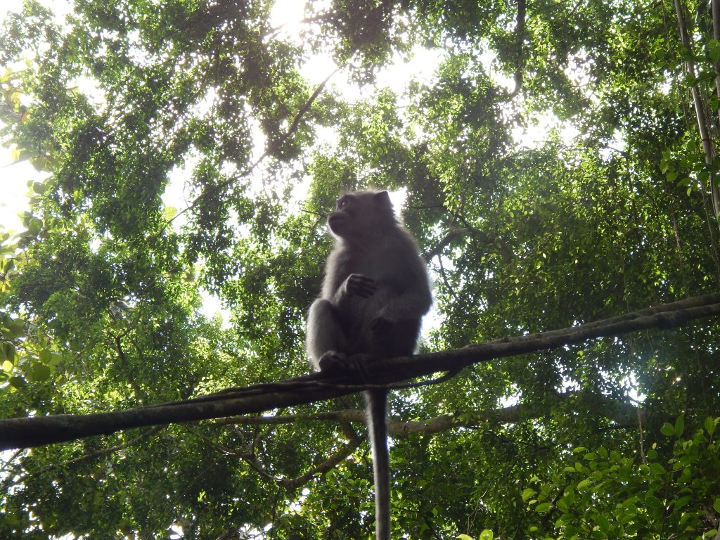 Macaque monkey in Monkey Forest