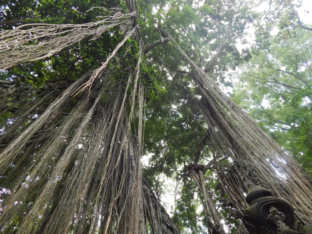 Long lianas inside Monkey Forest