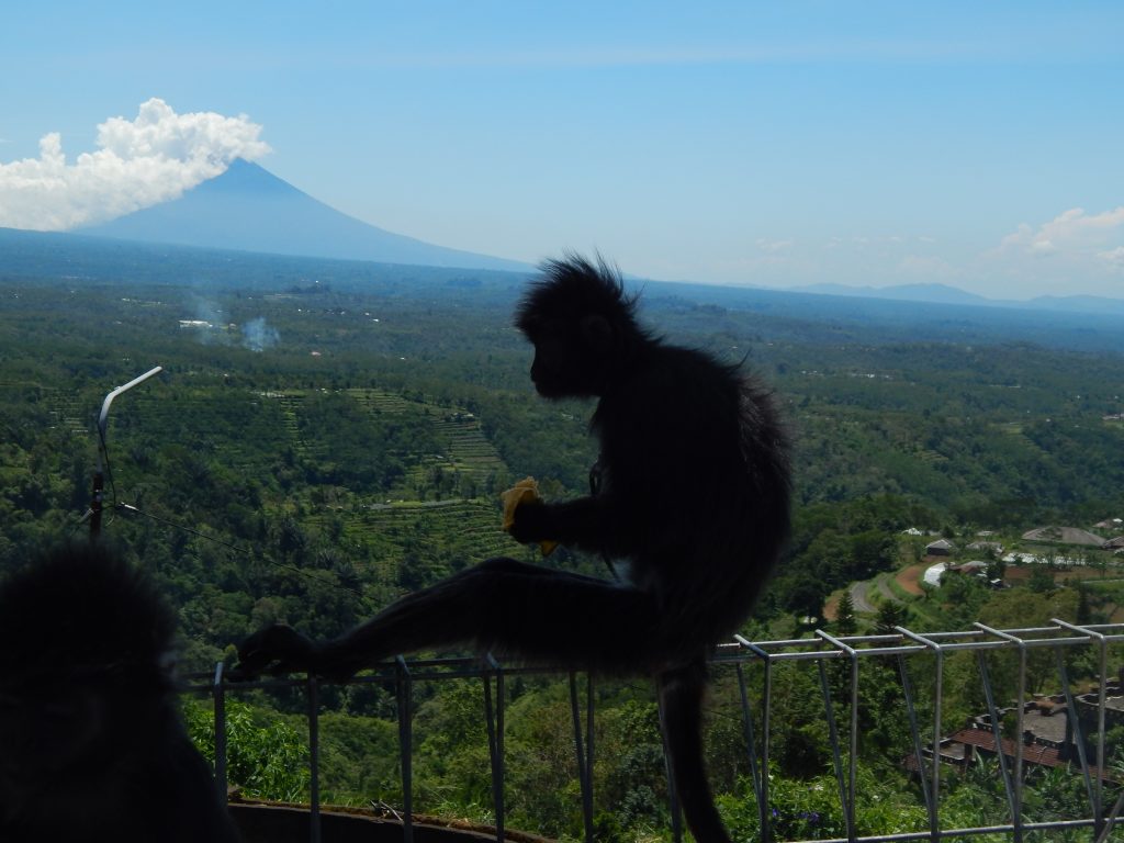 Sweet monkey with Gunung Agung in the background