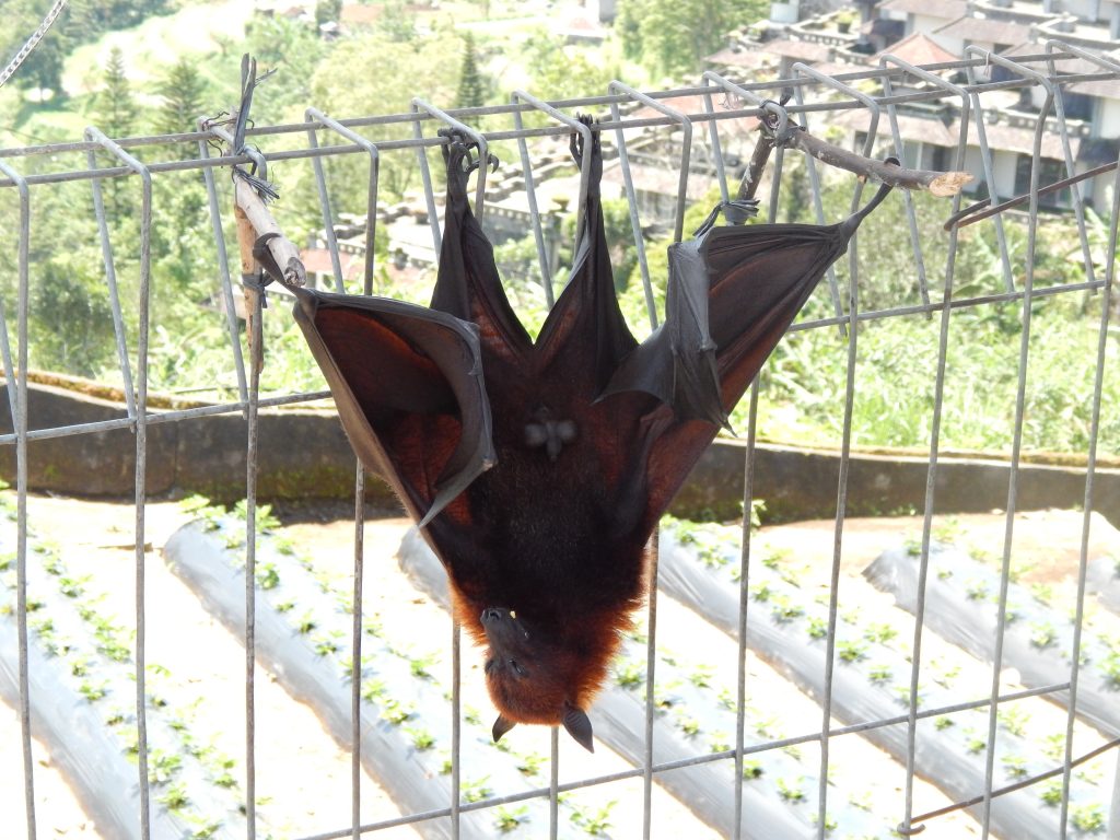 A bat, Bali