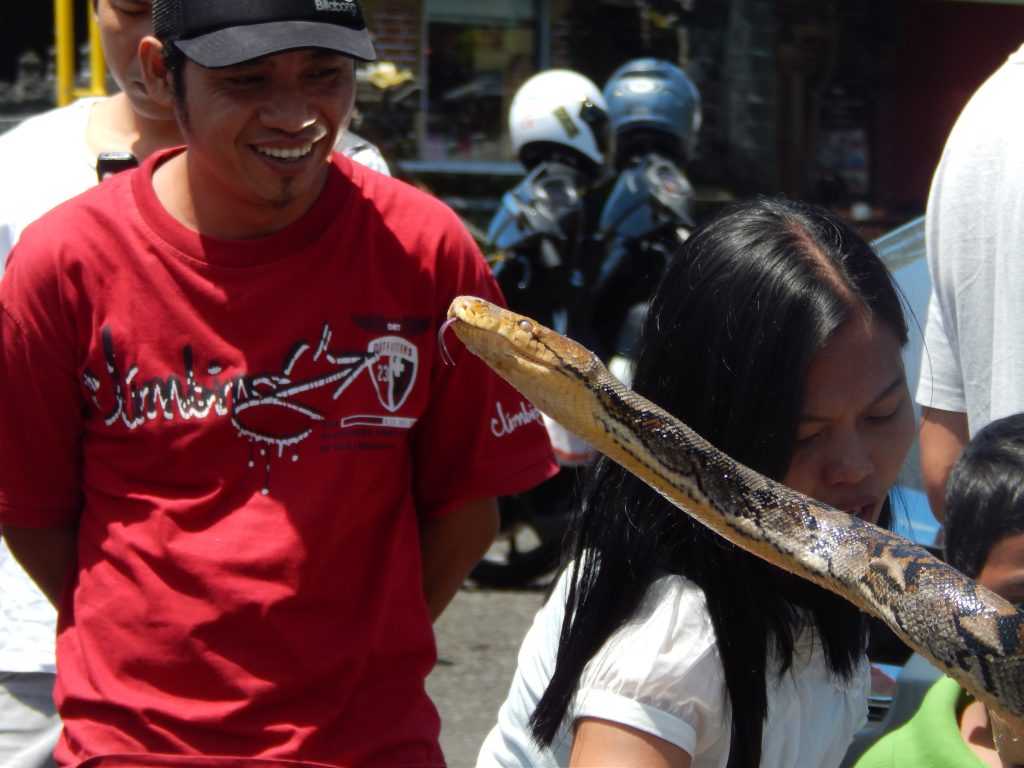 Snake, Bali