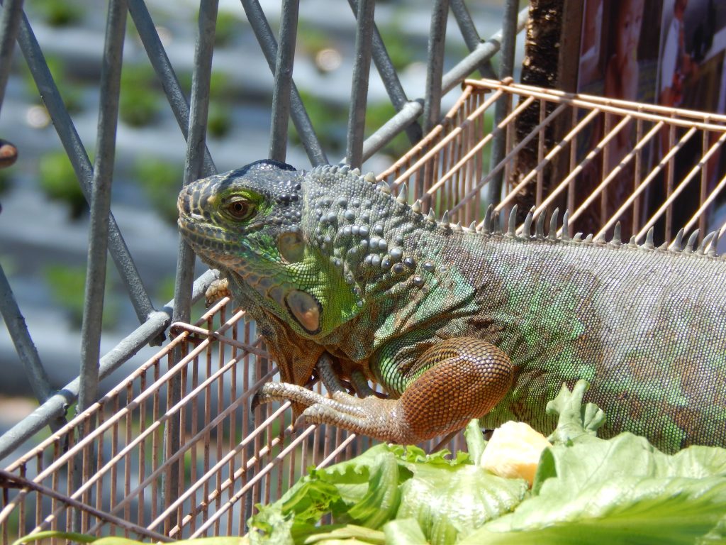 Lizard, Bali