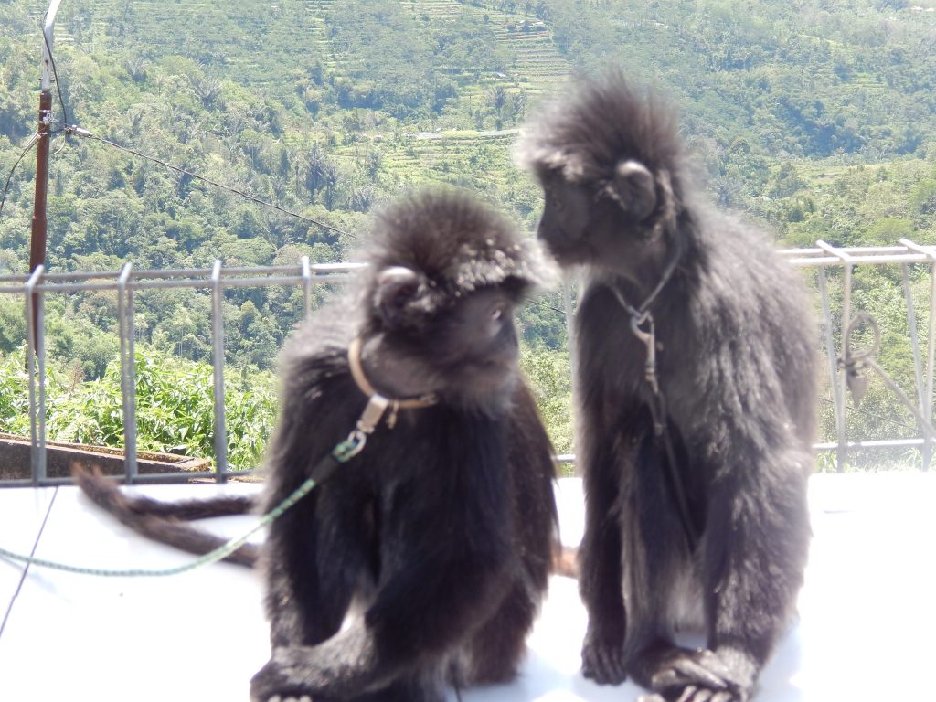 Two cute monkeys, Bali