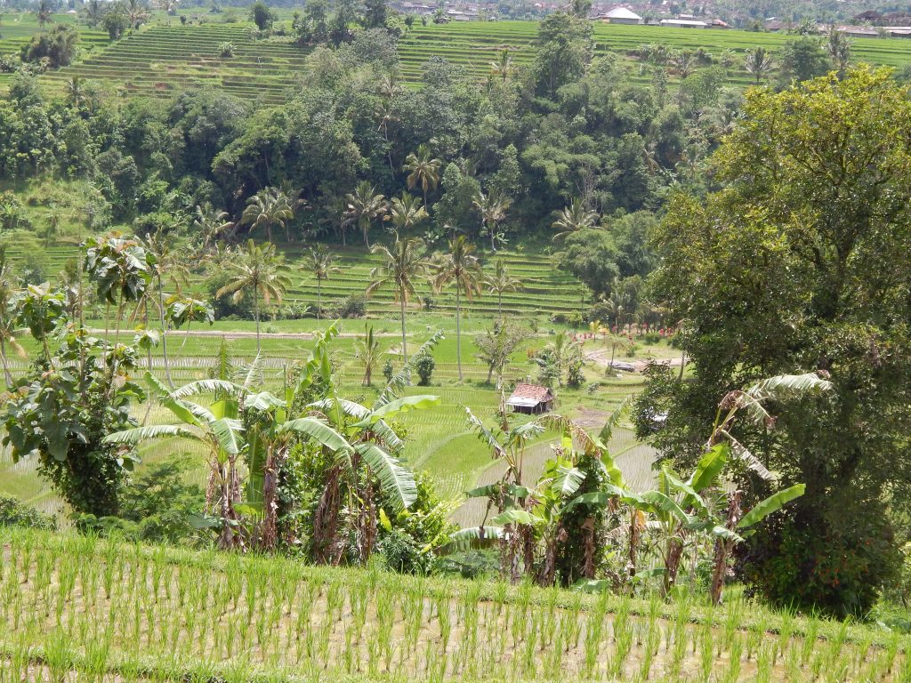 The Jatiluwih rice fields