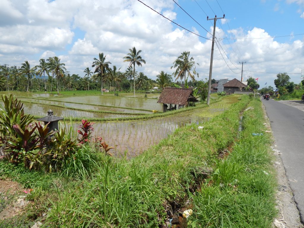 The Jatiluwih rice fields