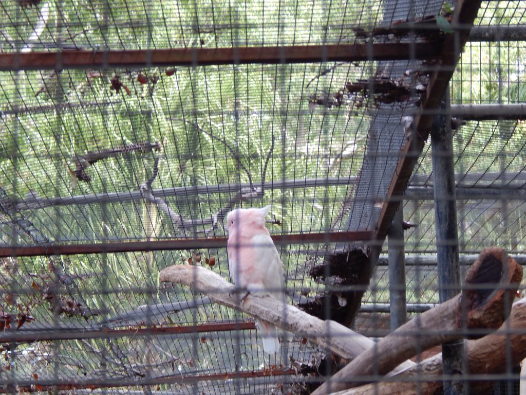 Birds at Rockhampton's Botanical Gardens