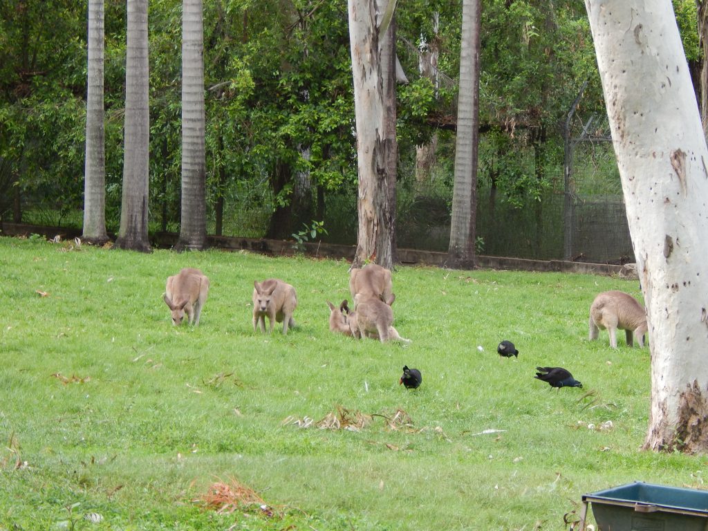 Kangaroos at Rockhampton's Botanical Gardens