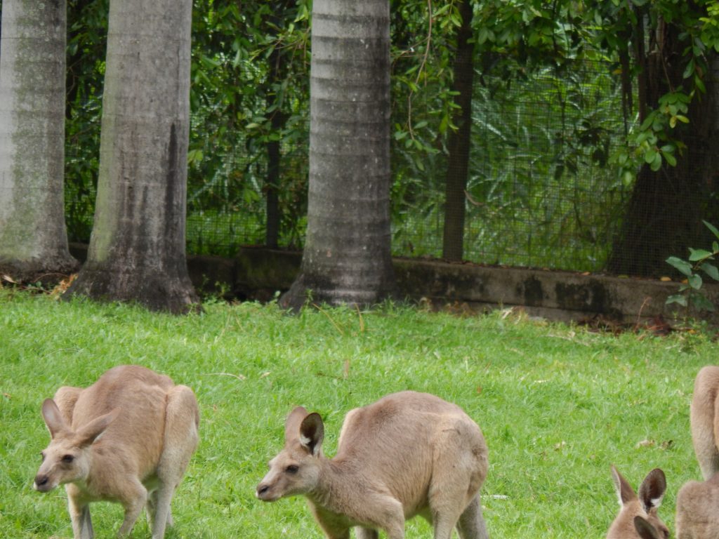 Kangaroos at Rockhampton's Botanical Gardens
