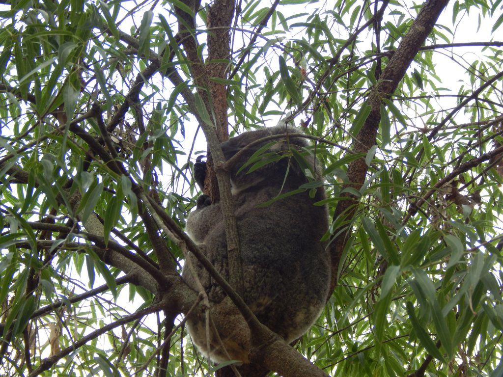 A Koala bear at Rockhampton's Botanical Gardens
