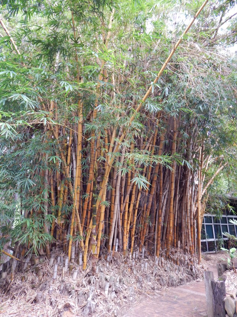  bamboo in Rockhampton's Botanical Gardens