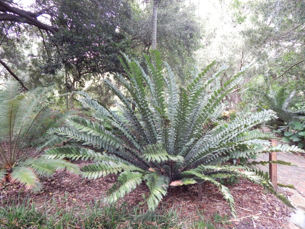 Ferns in  at Rockhampton's Botanical Gardens