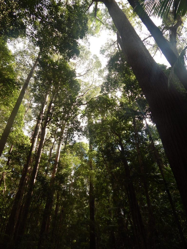 Enormous trees on Fraser Island