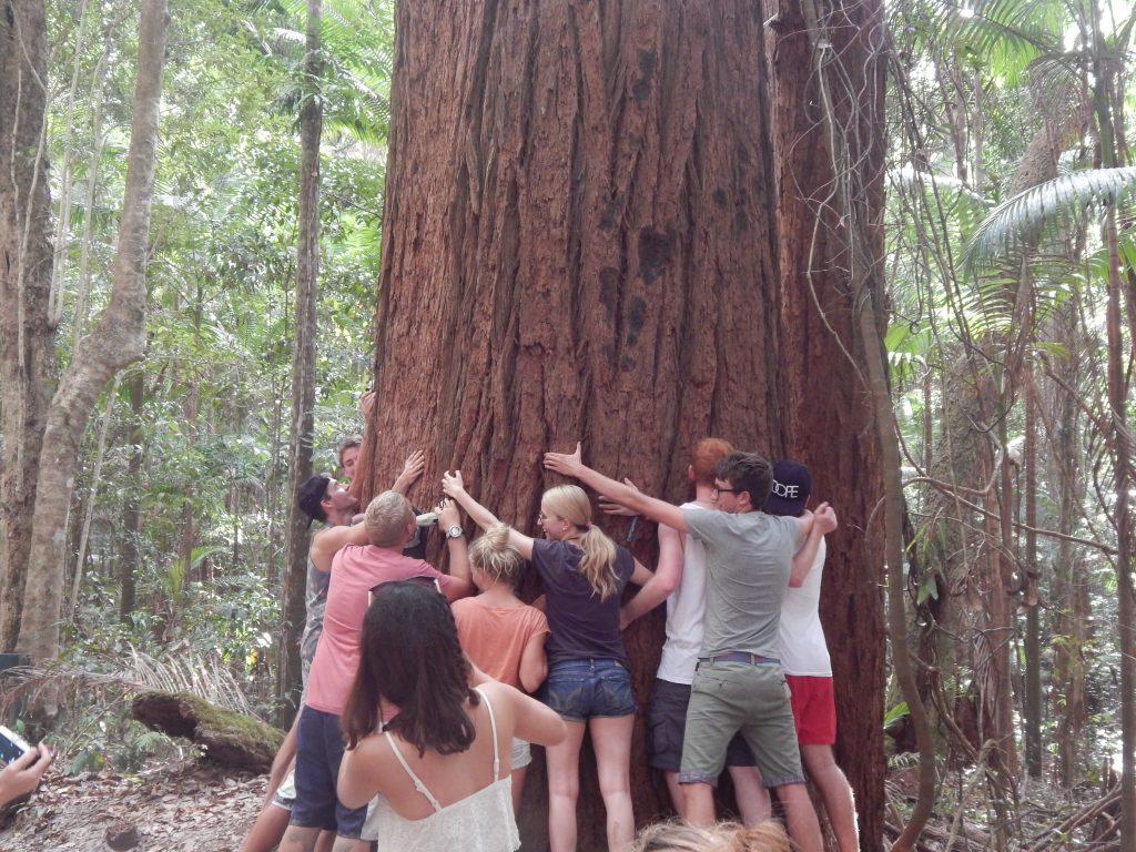 Enormous trees on Fraser Island