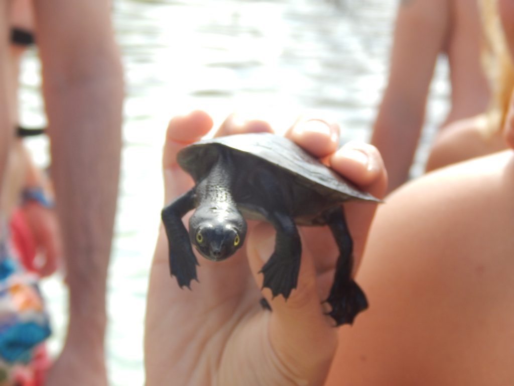 Fraser Island Short-Necked Turtle