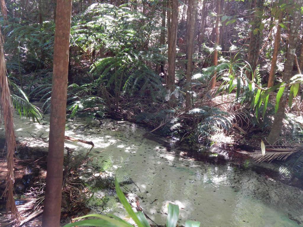 A creek at Central Station rainforest