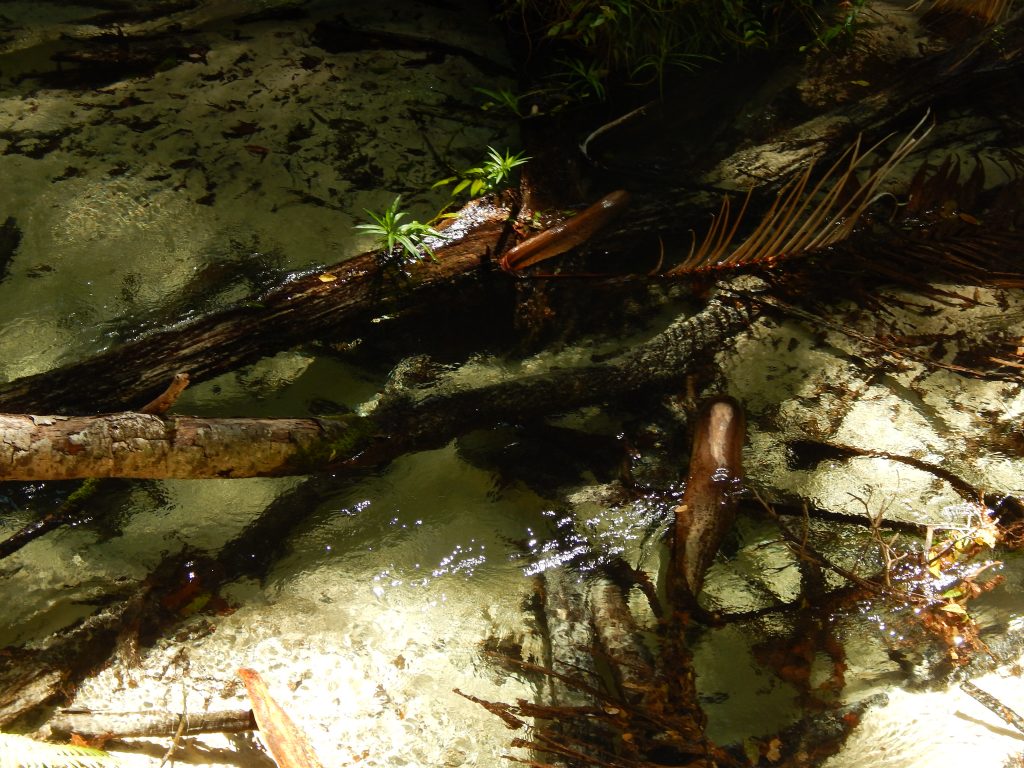 A creek at Central Station rainforest