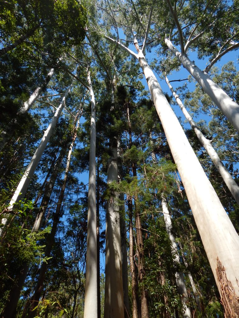 High trees at Central Station rainforest