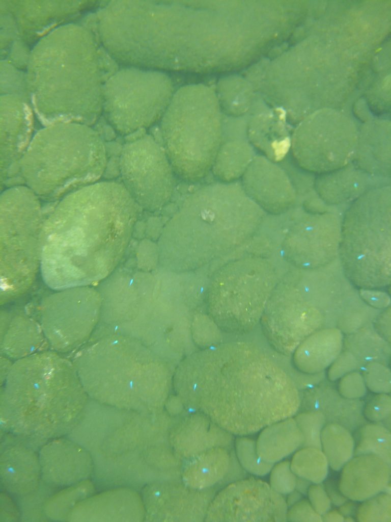 Underwater picture at Tulamben