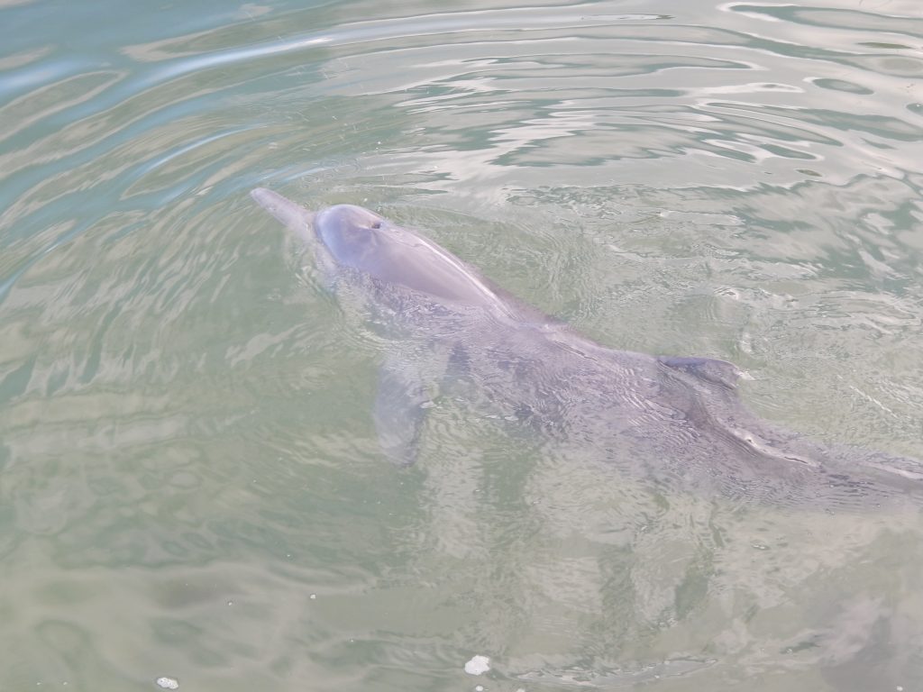 A wild dolphin in Tin Can Bay
