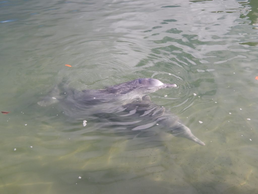 Wild dolphins in Tin Can Bay