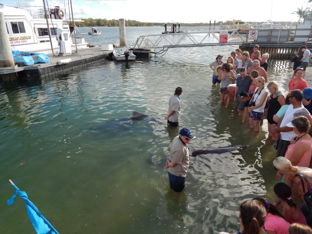 The crowd waiting to feed the wild dolphins in Tin Can Bay