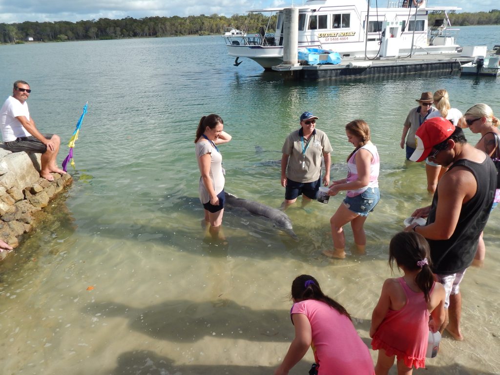 Dolphin feeding in Tin Can Bay