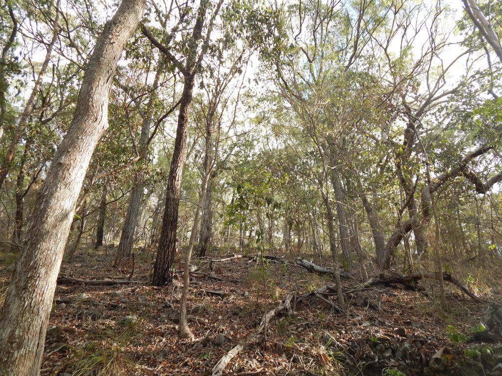 Noosa National Park, eucalyptus trees