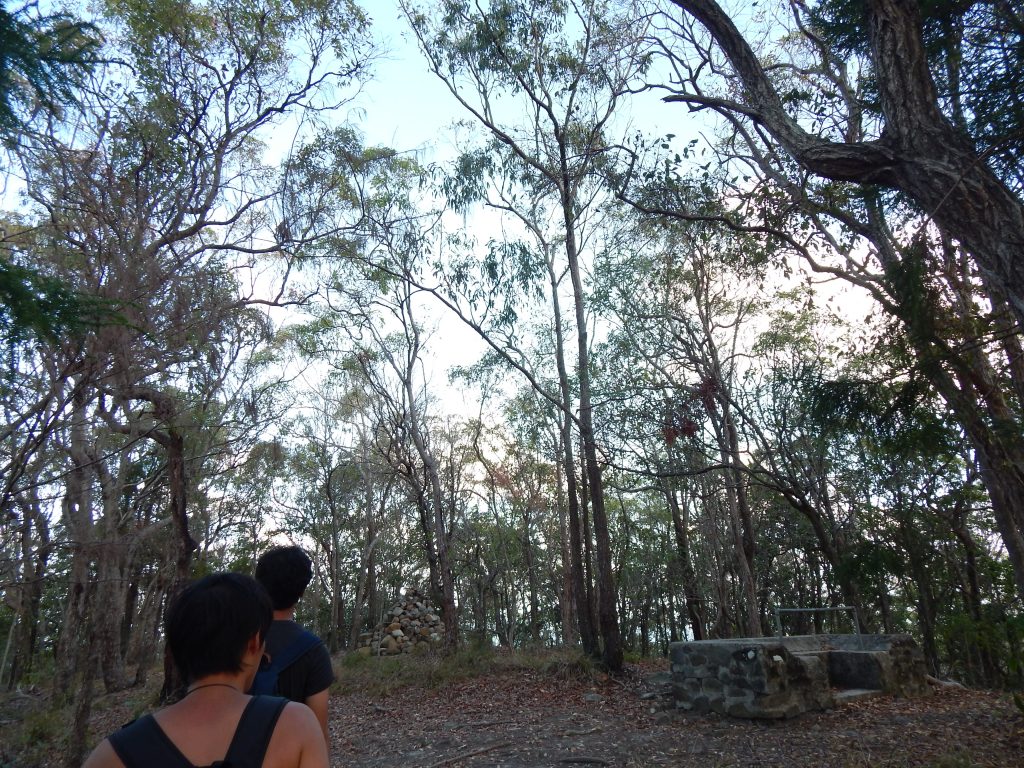 Noosa National Park, eucalyptus trees