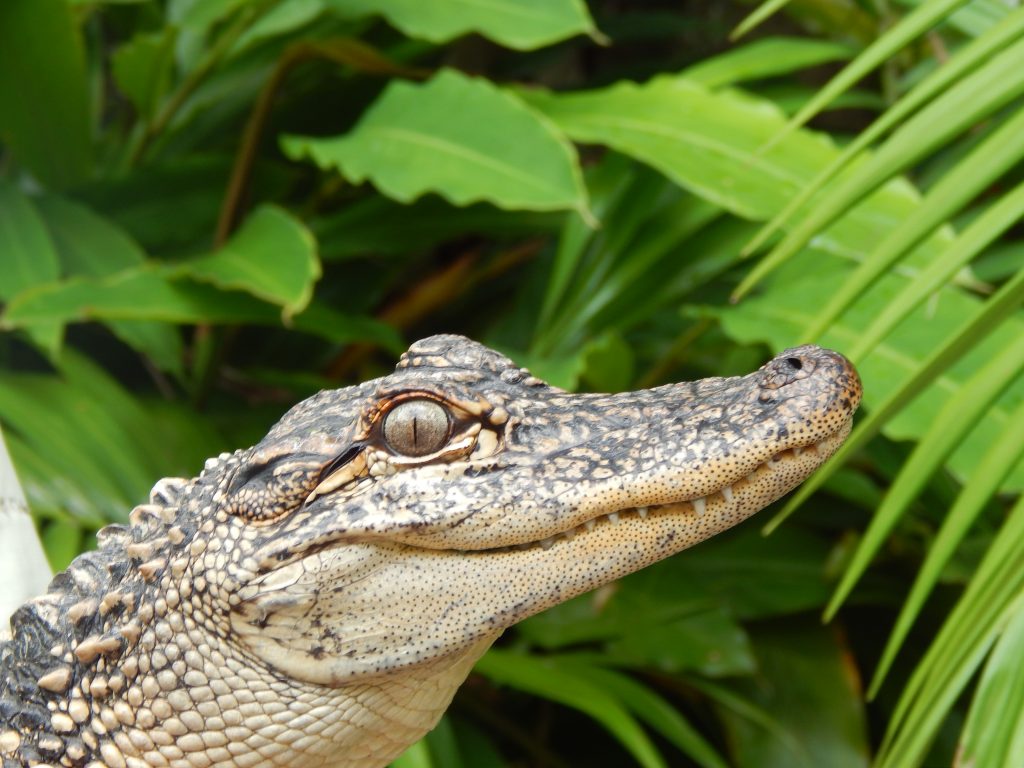 closeup of a baby crocodile at Australia zoo