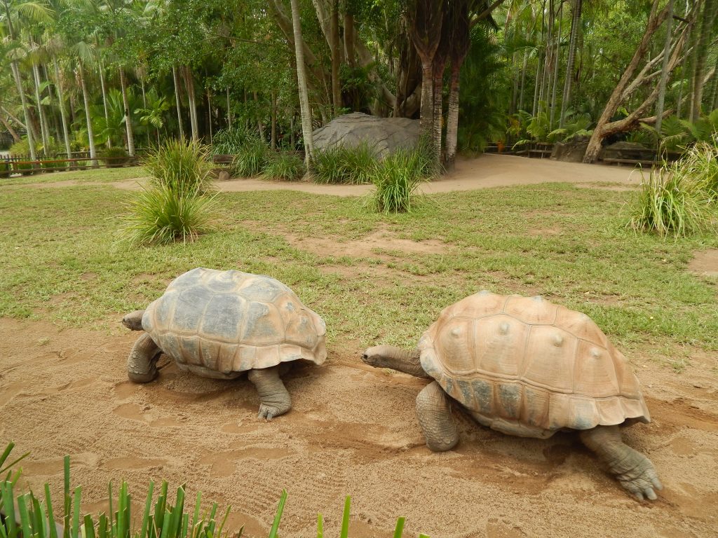Turtles at Australia Zoo