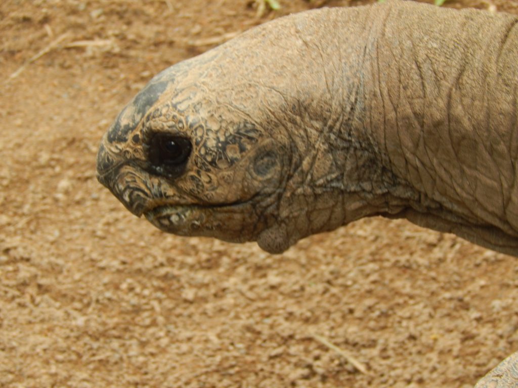 Closeup of a turtle at Australia Zoo